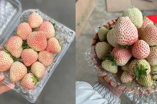Loại quả từng có giá triệu đồng/kg nay bán rẻ bèo trên 'chợ mạng'