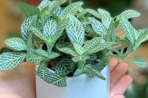 Những cây cảnh tượng trưng cho tình bạn mà ít người biết đến