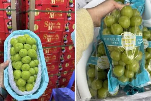 Tiểu thương tiết lộ lý do khiến nho sữa thượng hạng tươi rói bỗng có giá 'rẻ bèo'