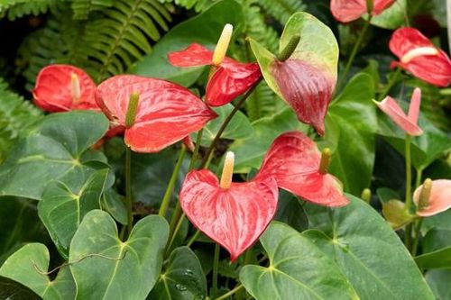 Top 5 cây cảnh tượng trưng cho tình yêu các cặp đôi tặng nhau sẽ càng yêu nhau hơn