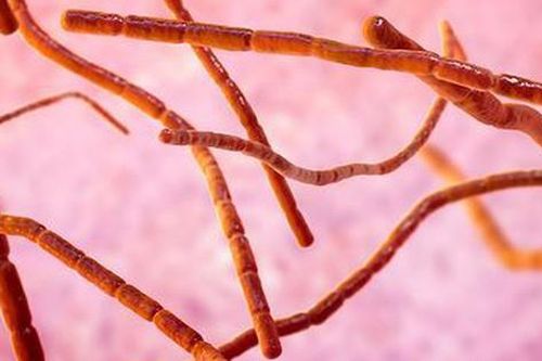 Bệnh do nocardia: Nguyên nhân, biểu hiện, cách điều trị và phòng bệnh