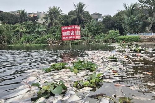 Công an vào cuộc vụ cá chết trên suối Cổ Đam