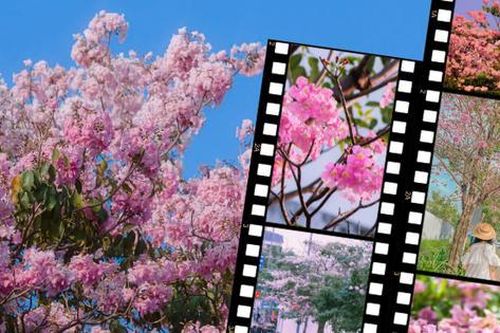 TP.HCM: Hoa kèn hồng bung nở rực rỡ, các tín đồ mê chụp ảnh hẹn nhau check-in