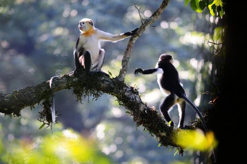 Điểm tên các loài linh trưởng quý hiếm của Việt Nam
