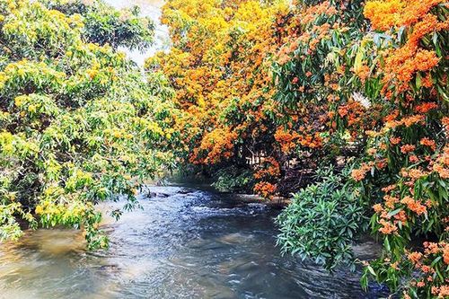 Sắc hoa trang bên suối