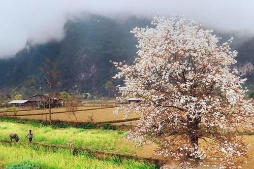Ngỡ ngàng trước sắc trắng tinh khôi của mùa hoa mắc cọp