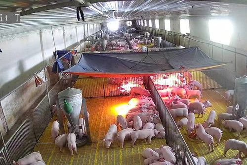 Người bán thịt heo tính 'bỏ' chợ vì giá liên tục biến động