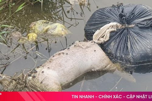 Tiêu hủy hơn 2 tấn lợn chết trôi nổi trên kênh N9
