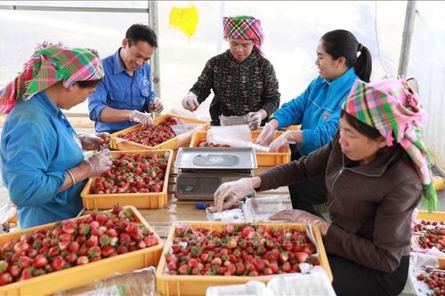 Tháng Thanh niên 2025: Đảng viên trẻ vùng cao tiên phong làm kinh tế