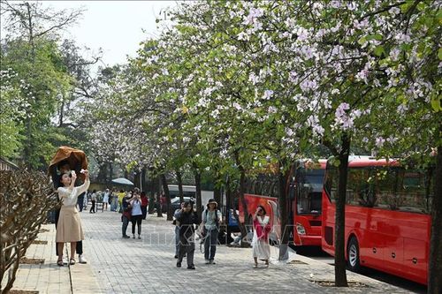 Hoa ban nở rộ thu hút nhiều du khách đến với Hà Nội