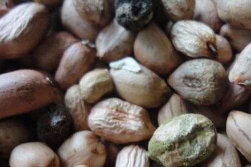 Loại hạt để mốc hại gan, 'độc hơn thạch tín', nhiều người không biết vẫn vô tư ăn