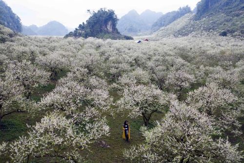 Du khách thích thú ngắm hoa, săn mây trên cao nguyên Mộc Châu