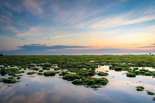 Khám phá cánh đồng rong biển tuyệt đẹp ở Ninh Thuận