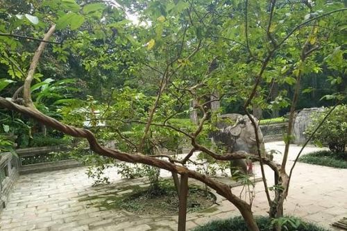 Huyền bí cây ổi gần 100 năm tuổi biết 'cười' ở di tích Lam Kinh (Thanh Hóa), bứng 'con cháu' rời đất thiêng là hết nhiệm màu