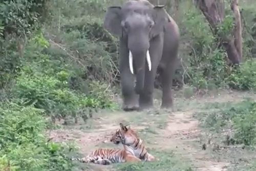 CLIP: Đang nằm nghỉ, hổ bỗng co giò bỏ chạy khi con vật này xuất hiện