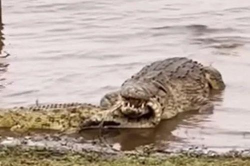 CLIP: Kinh hãi trước khoảnh khắc cá sấu sông Nile 'khủng' ăn thịt đồng loại