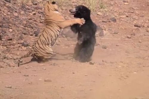 CLIP: Hổ Bengal và gấu lợn hỗn chiến giành nguồn nước và cái kết gây chú ý