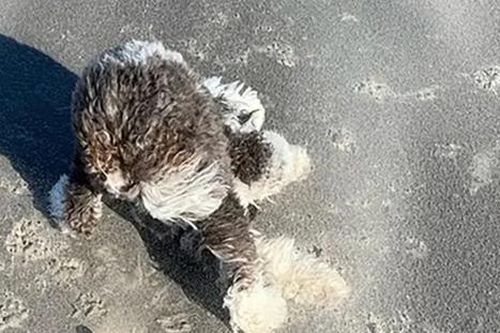 Dắt chó đi dạo, người đàn ông bất ngờ phát hiện 'kho báu' ngoài biển