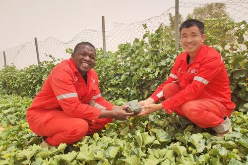Trung Quốc hỗ trợ châu Phi 'xanh hóa' sa mạc