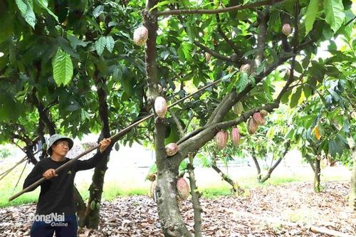 Giá ca cao tăng kỷ lục