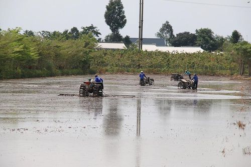Toàn tỉnh đã xuống giống hơn 76 ngàn ha lúa hè thu