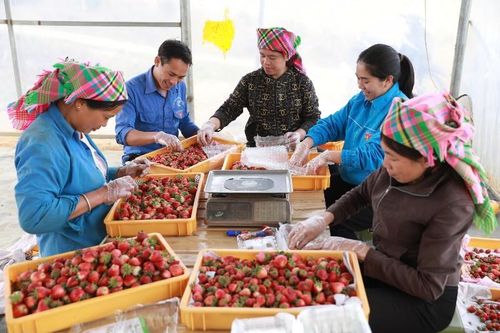 Đảng viên trẻ dám nghĩ, dám làm