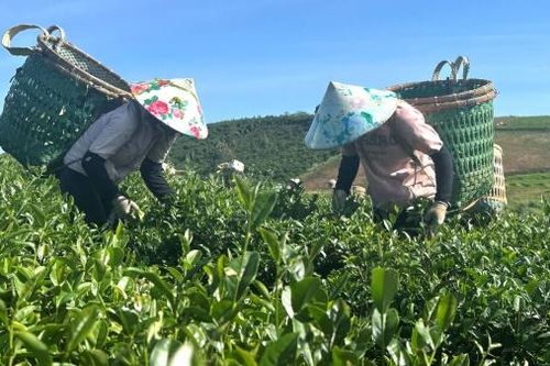 Chuyển đổi sản xuất chè thông thường sang sản xuất hữu cơ