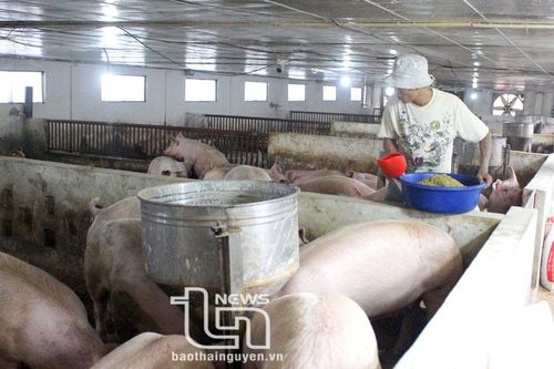 Sử dụng bột chè xanh nuôi lợn mang lại giá trị kinh tế cao