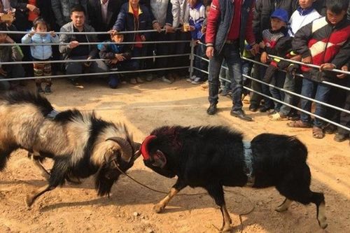 Bắc Giang: Lễ hội Yên Thế sẵn sàng khai mạc với nhiều hoạt động mang đậm bản sắc văn hóa địa phương