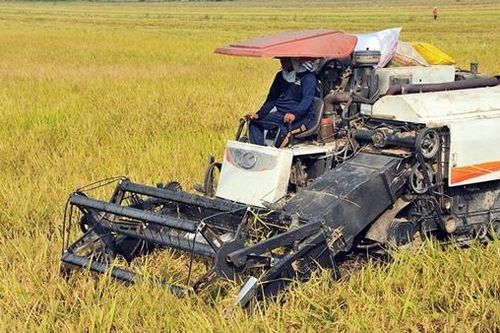 Gỡ nút thắt với ngành hàng lúa gạo