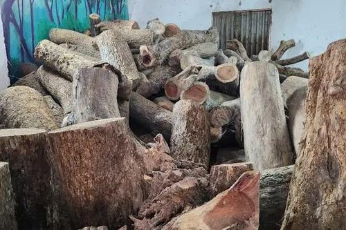 Đấu giá thành công lô gỗ sưa hơn 154 tỷ đồng
