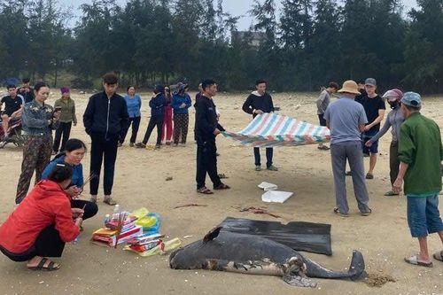 Xác cá voi nặng gần 100kg, dài 1,5 mét trôi dạt vào bờ biển Hà Tĩnh
