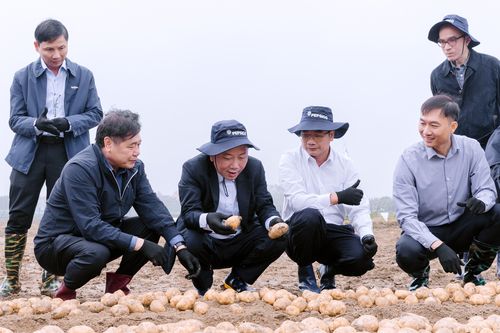 Việt Nam tìm cách giảm lượng khoai tây nhập khẩu