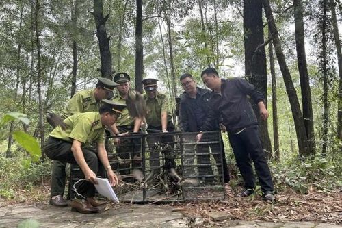 Vì sao Huế không cấp phép hội thi chim chào mào?