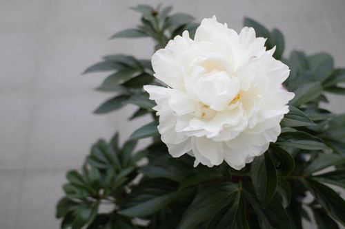 Mẫu đơn không chỉ đẹp mà còn có tác dụng dưỡng nhan