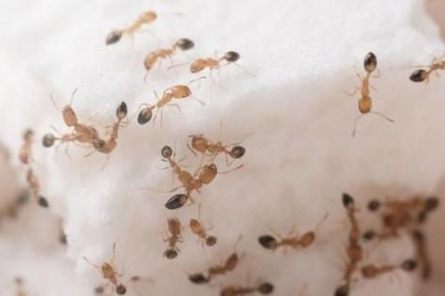 Mẹo đuổi kiến ra khỏi lọ đường hiệu quả và an toàn