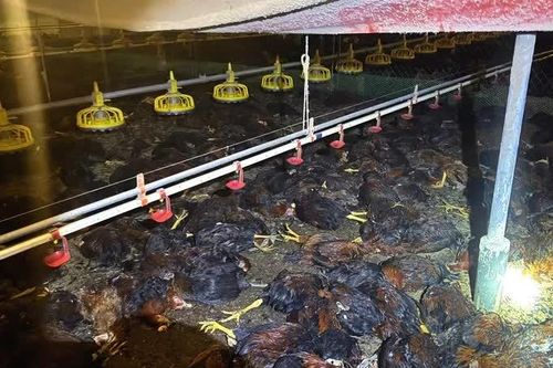Lão nông Hà Tĩnh mất hơn 8.000 con gà vì sự cố điện