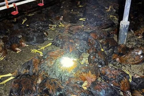 Hà Tĩnh: Hàng nghìn con gà chết sau sự cố mất điện, thiệt hại hơn 1 tỷ đồng