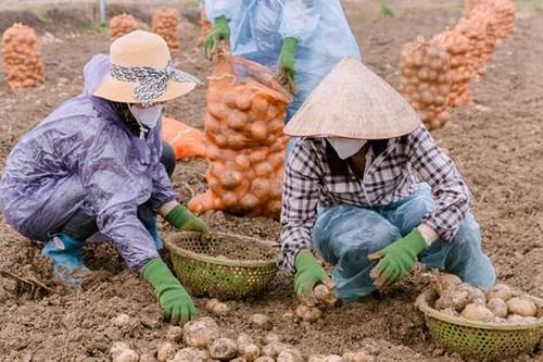 Người nâng tầm cho khoai tây Việt
