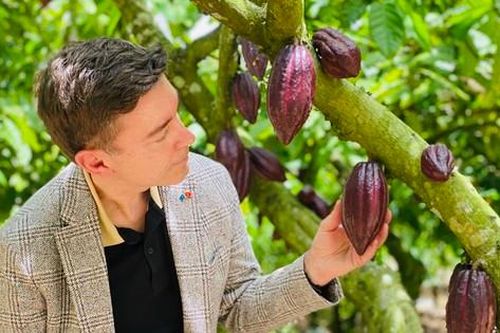 Đại sứ EU mục sở thị nơi trồng cacao ngon nhất thế giới tại Việt Nam