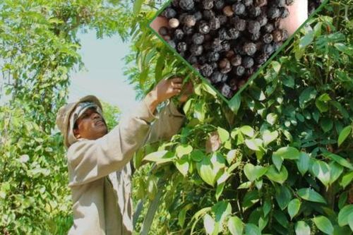 Tin tức kinh tế ngày 15/3: Giá tiêu cao nhất trong gần 10 năm