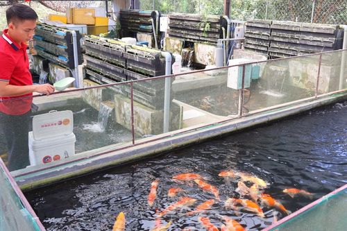 Bỏ việc lương cao về quê nuôi loài cá có giá tới 10 triệu/con
