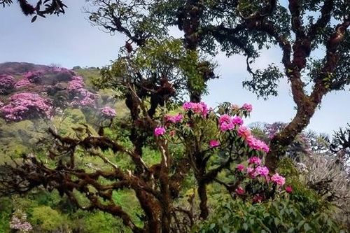 Mùa hoa trên miền biên cương