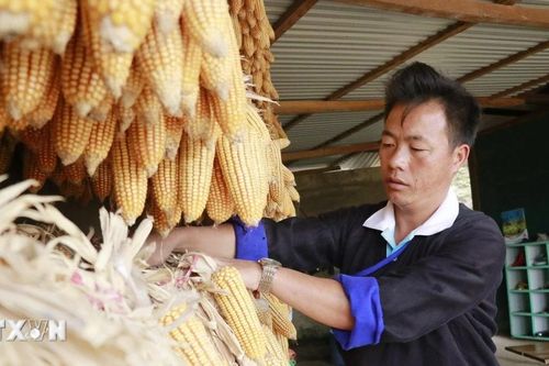 Yên Bái: Nhân lên 'Hạt giống đỏ' vùng đồng bào dân tộc thiểu số ở Mù Cang Chải