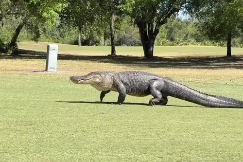Người phụ nữ kinh ngạc phát hiện cá sấu khổng lồ trên sân golf