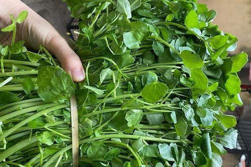 Loại rau được Mỹ đánh giá cao vì quý như vàng, ở chợ Việt Nam bán chỉ vài chục nghìn đồng/bó