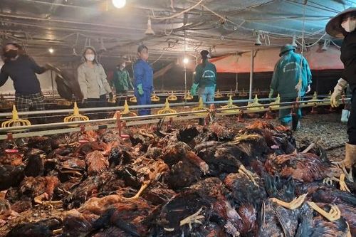 Vụ chập điện khiến gần 8.000 con gà bị chết: Điện lực Hà Tĩnh nói gì?