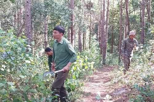 Giao khoán bảo vệ rừng: Lợi ích kép