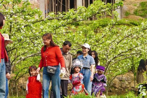 Huyện Si Ma Cai: Tổ chức Lễ hội hoa lê trắng năm 2025