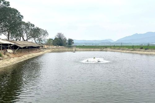 Nuôi cá vùng đất trũng